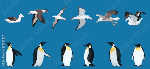 albatrosses and penguins large selection. bright characters