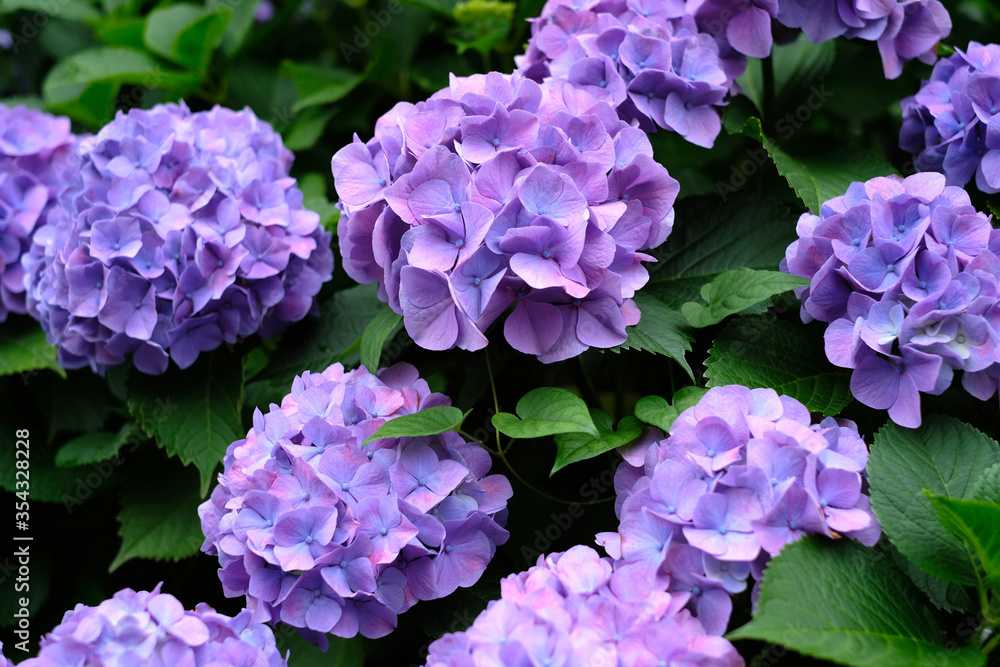 日本の東京都王子の飛鳥山で咲く　紫陽花の紫色の花
