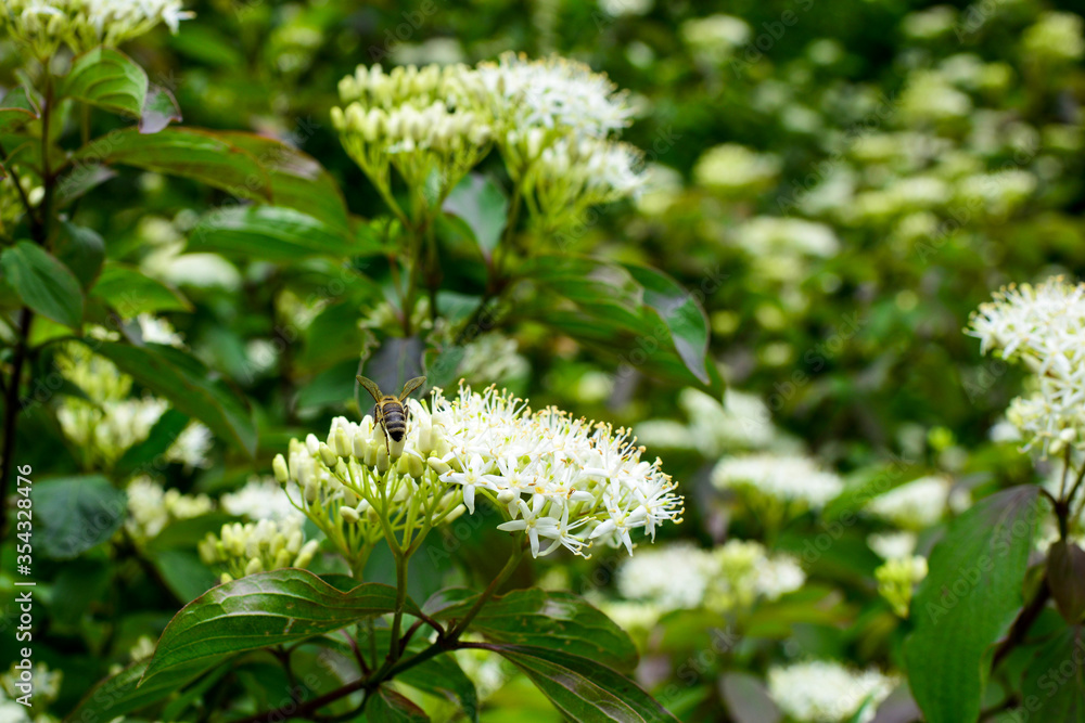 Flowering motley, similar to Derain, shrub with white inflorescences. This plant has green leaves and red branches. Insects collect nectar. Selective focus. Spring theme for design Flowering motley, similar to Derain, shrub with white inflorescences. This plant has green leaves and red branches. Insects collect nectar. Selective focus. Spring theme for design