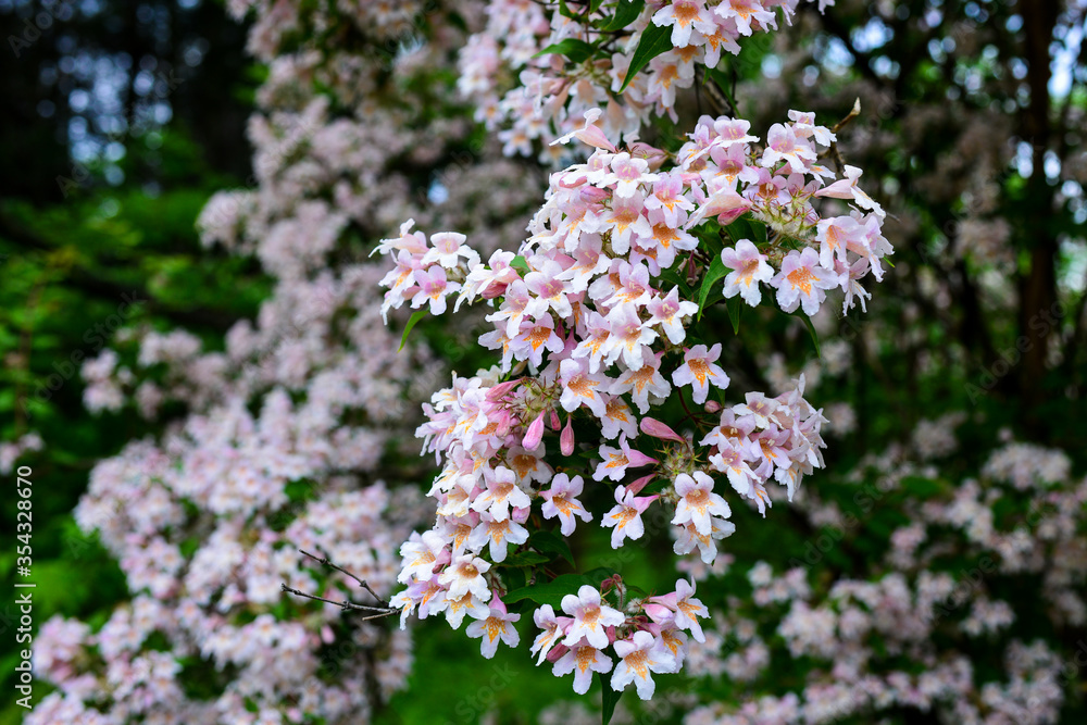 Catalpa-like southern tree flowers in a botanical garden. Floral background. Flowering tree, selective focus. Spring theme for design Catalpa-like southern tree flowers in a botanical garden. Floral background. Flowering tree, selective focus. Spring theme for design