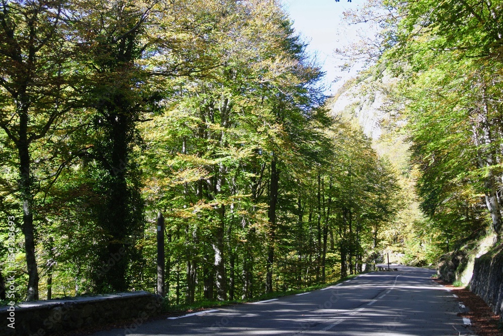 Obraz premium Winding asphalt road leading down. Deciduous forest. Pyrenees, border between Spain and France