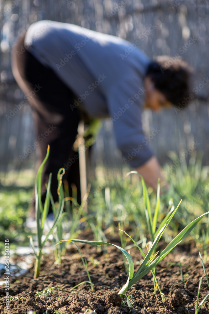 Naklejka premium Focus on young onions organically produced. There was a storm and the plants were destroyed, and the senior woman behind was repairing the garden.