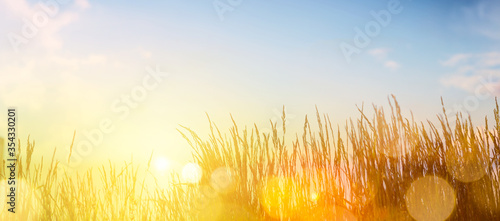 Summer landscape with meadow grass against the sunset sky