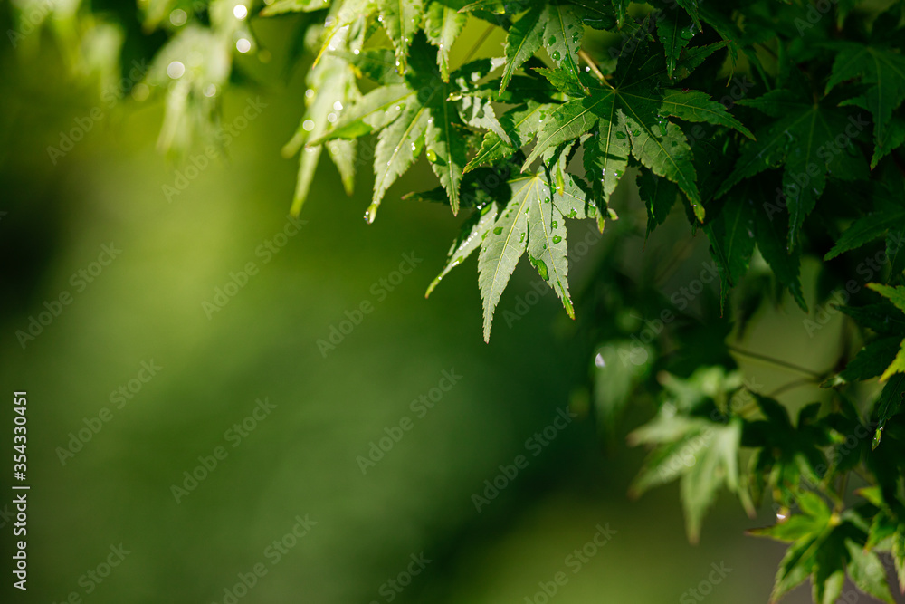 Fototapeta premium 雨上がりの太陽に照らされた水滴のついたカエデの葉