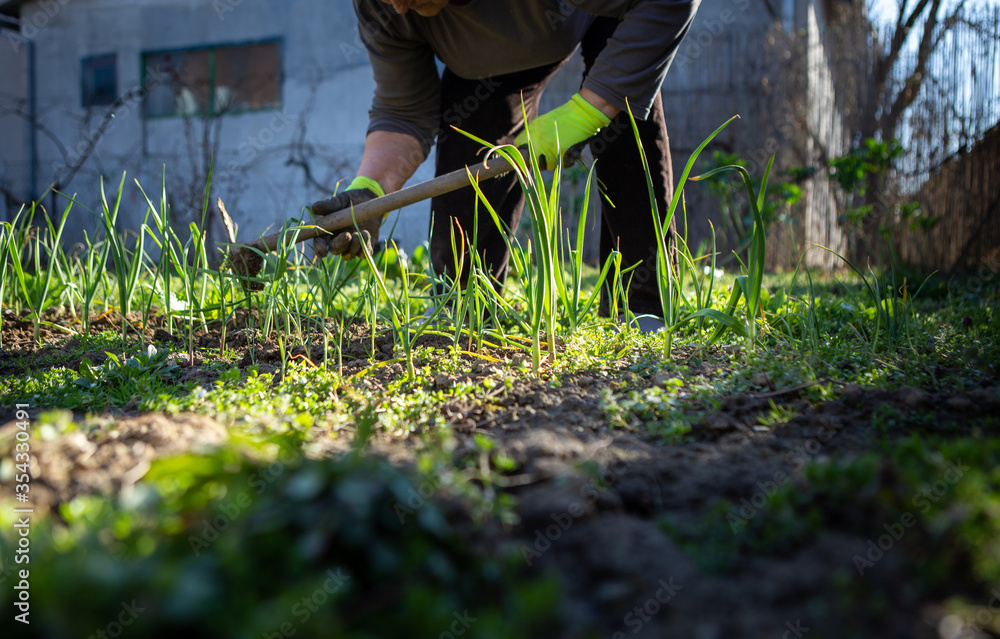 Focusing on the young onion plant, the senior woman arranges her garden and plants vegetables. Focusing on the young onion plant, the senior woman arranges her garden and plants vegetables.