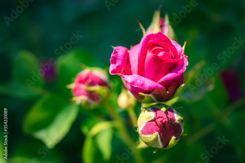 Spring roses in the park