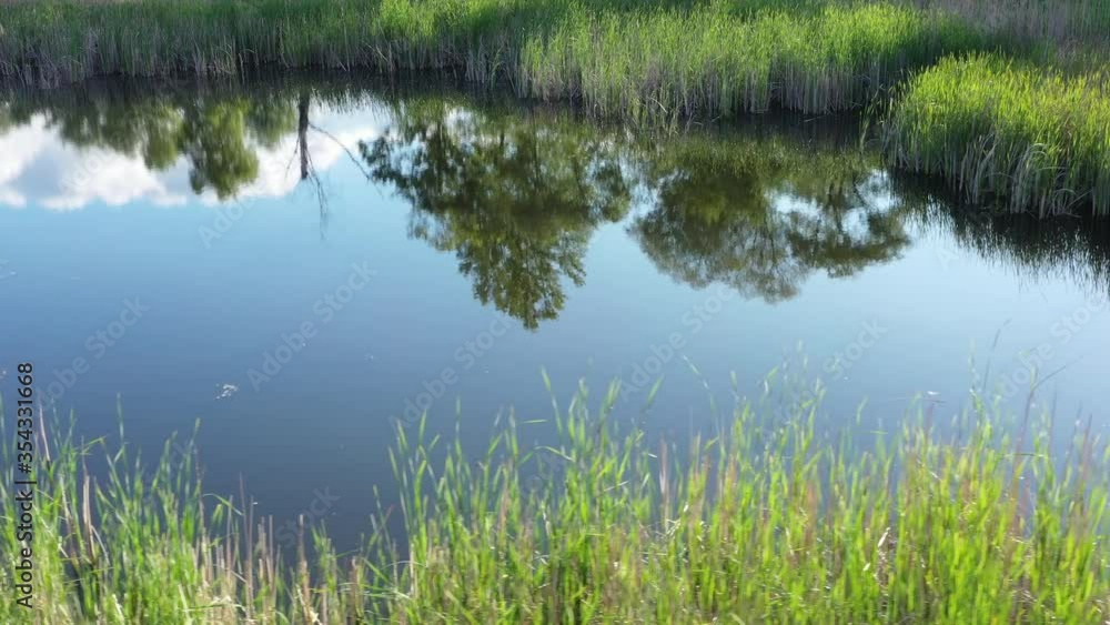 A swamp with green grass and trees. Aerial view. Wooded lake with reeds A swamp with green grass and trees. Aerial view. Wooded lake with reeds