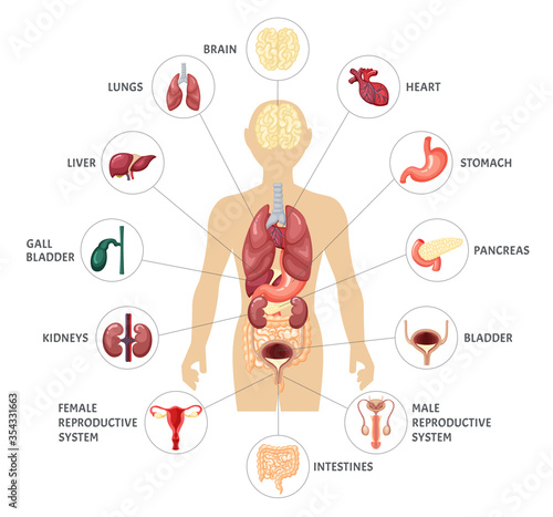 Human body internal organs infographics. Anatomical location internal organs brain kidney bladder female male reproductive system pancreas liver stomach lungs heart intestines. Vector illustration.