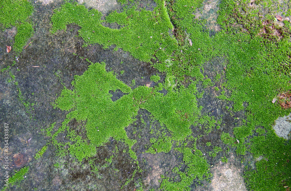 Fototapeta premium Green moss on the old concrete floor.