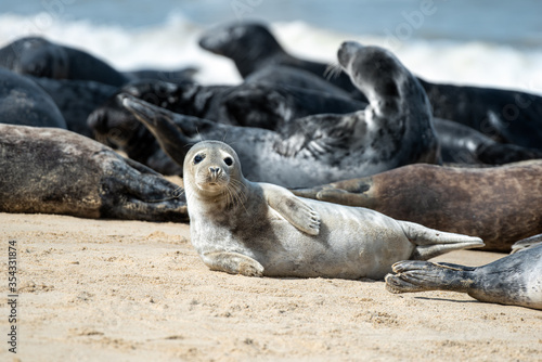 Seal on the beach. Seal baby on the beach in Norfolk UK