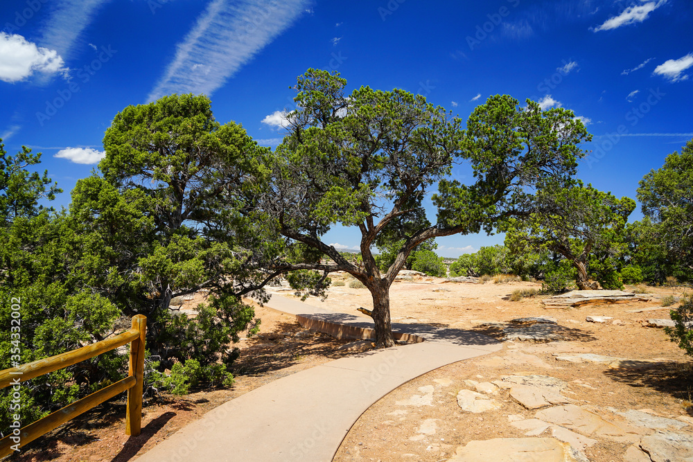 A tree in the Canyon of Colorado, America
