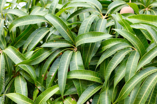 Texture of many long green leaves