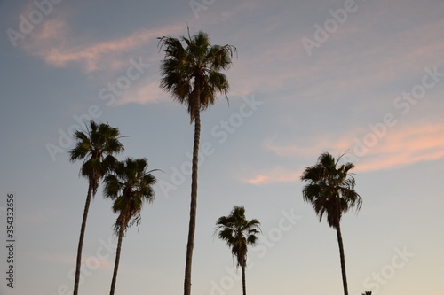 California Palms