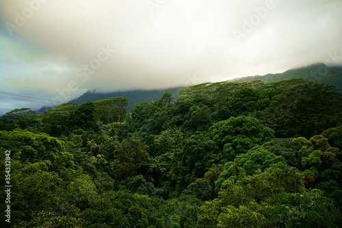 A Tropical forest with clouds on the mountain in Hawaii, O'ahu Island