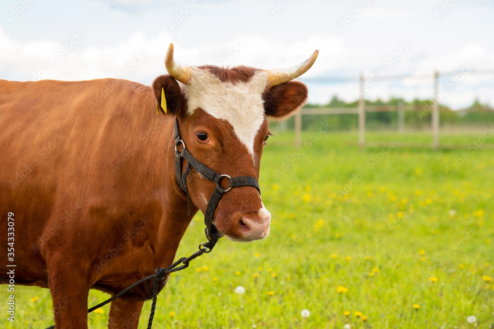 Portrait of a cow on a leash with the ability to copy space.