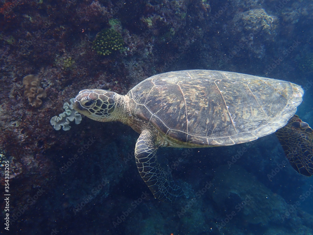 Fototapeta premium カメ（沖縄）