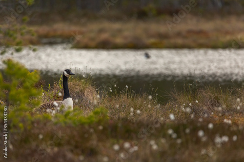 Canada goose sitting in a moss in a swamp. Knuthojdmossen, Sweden photo