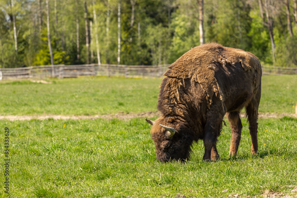 bison peacefully nips grass on the lawn bison peacefully nips grass on the lawn
