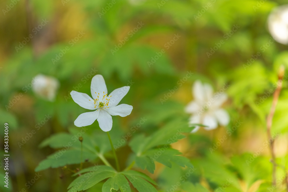 Little white meadow flowers in the rays of sunlight. Grow in early summer. Selective focus, blurred background. Little white meadow flowers in the rays of sunlight. Grow in early summer. Selective focus, blurred background.