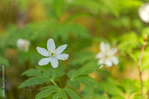 Little white meadow flowers in the rays of sunlight. Grow in early summer. Selective focus, blurred background.