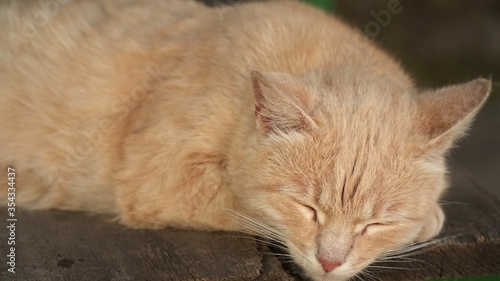 Close-up of a cat. Cat is sleeping