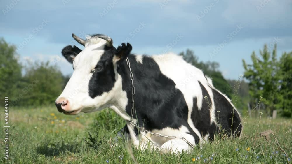 the cow lies on the grass hd the cow lies on the grass hd