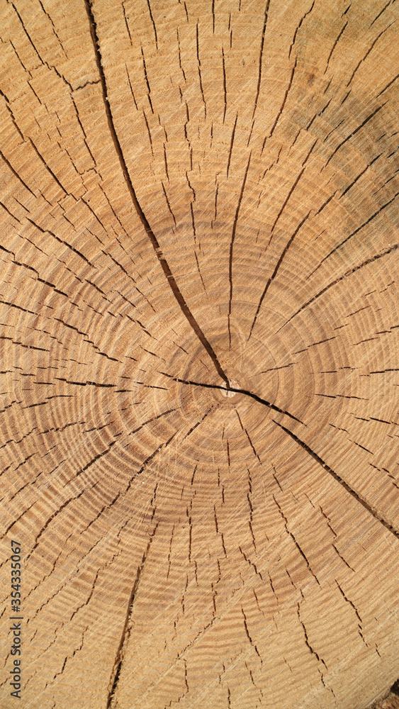 Fototapeta premium The texture of the cut tree. Cross section of the tree