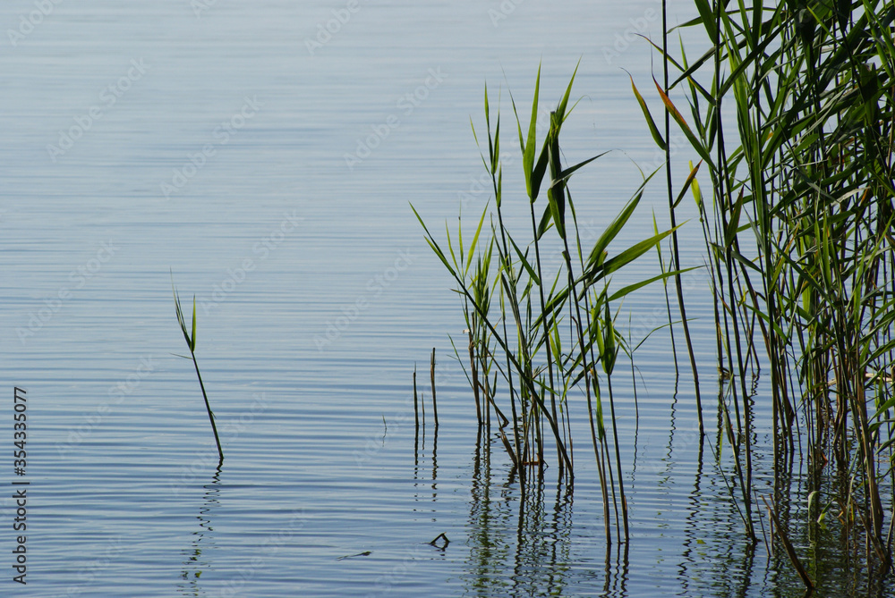 Schilf im ruhigen See Schilf im ruhigen See