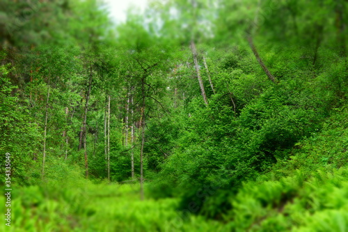 Green broad gull. Trees, bushes and grass, fern. Tilt – shift effect. Concept of dense forest in summer.