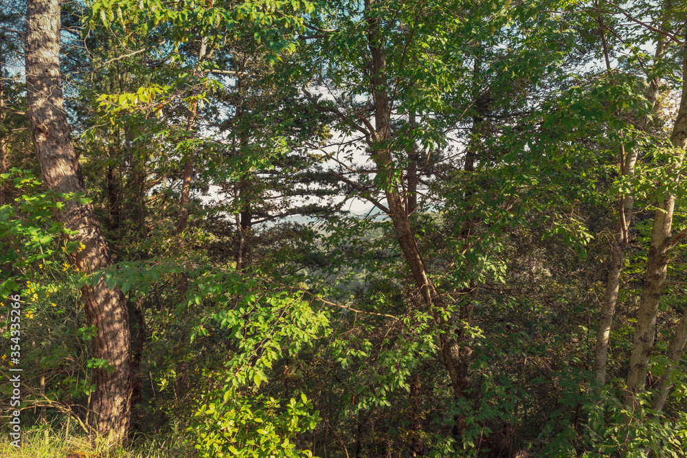 Beautiful woodland in spring, natural background Beautiful woodland in spring, natural background