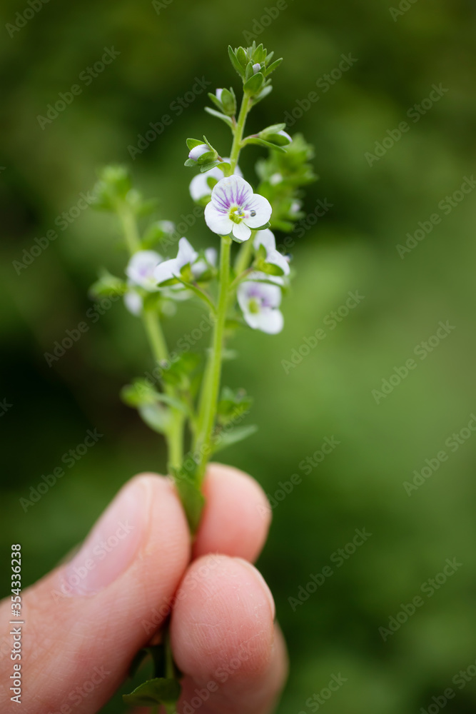 Small white-purple wildflowers in a man's hand. Cute summer picture. Small white-purple wildflowers in a man's hand. Cute summer picture.