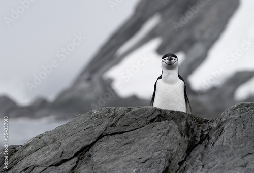 Fotografie Chinstrap penguin on Elephant Island in Antarctica
