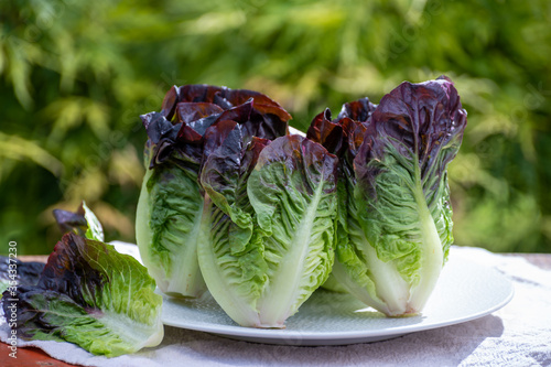 Fresh harvest of Violet romaine or cos lettuce photo