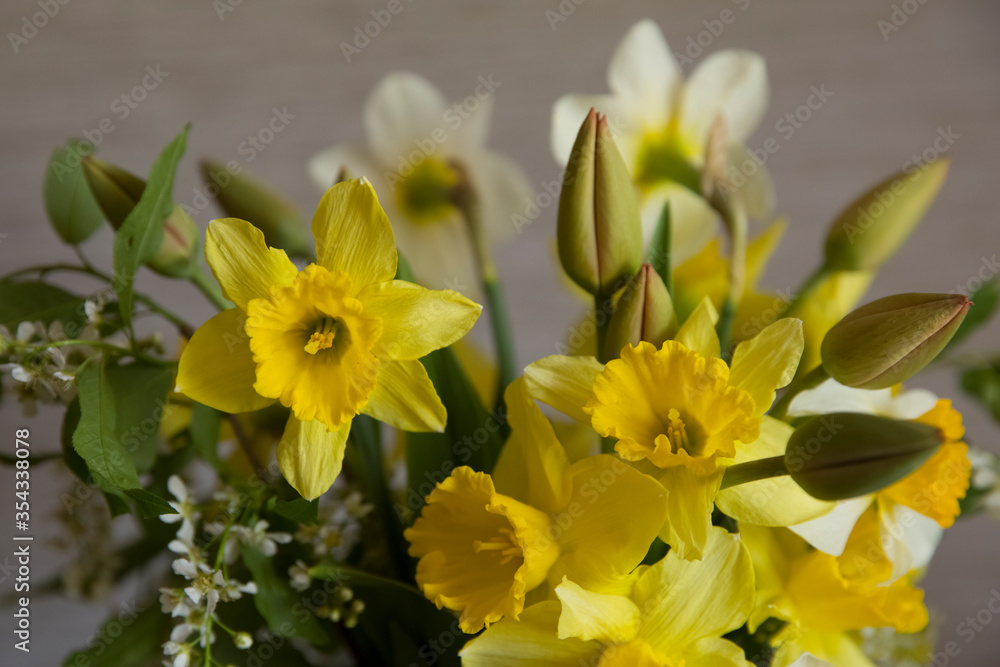 A bouquet of flowers daffodils, tulips and white bird cherry. A bouquet of flowers daffodils, tulips and white bird cherry.
