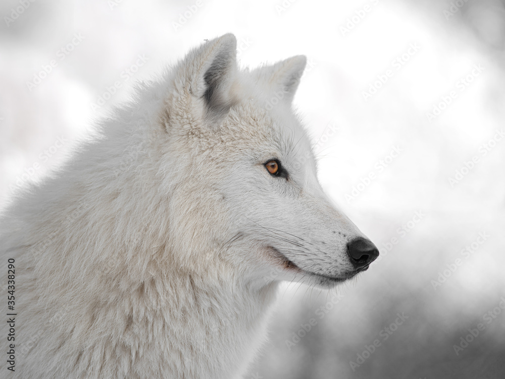 Portrait of a polar wolf on a background of snowy forest. Portrait of a polar wolf on a background of snowy forest.