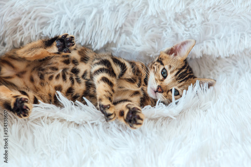 Little Bengal kitty laying on the white background. © Smile