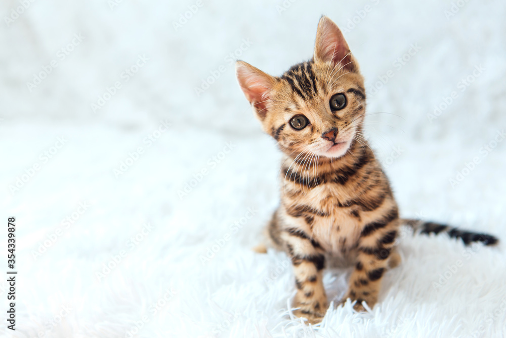 Little Bengal kitty laying on the white background.