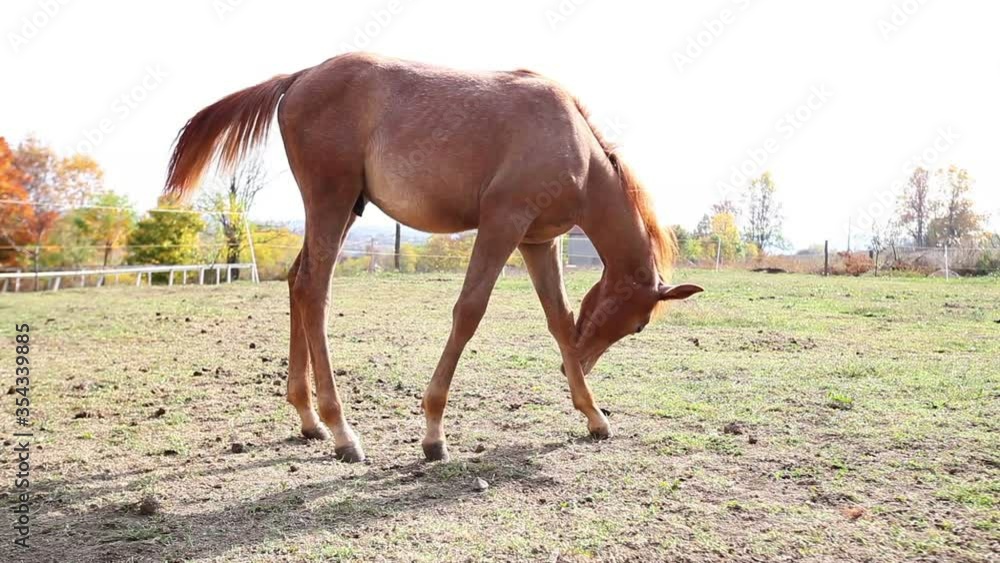 Beautiful Horse on Rural Farm at autumn day Beautiful Horse on Rural Farm at autumn day