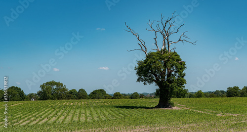 Tree in a newly planted field