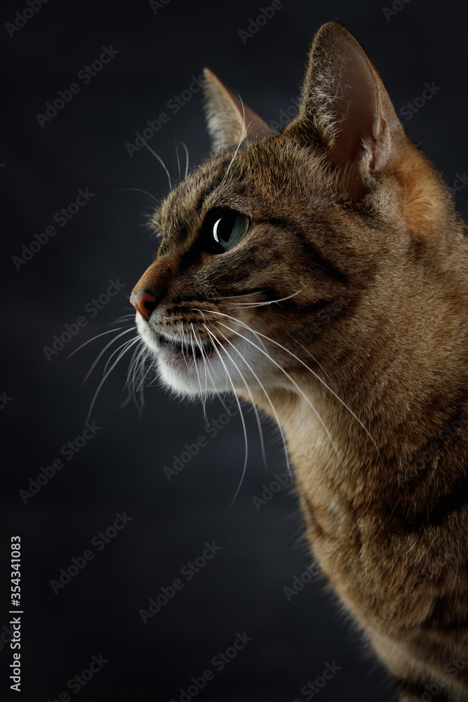 Close up portrait of a tabby cat in profile. Selective focus