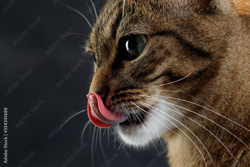Fluffy tabby gray/brown cat tongue licking his muzzle on gray background Fluffy tabby gray/brown cat tongue licking his muzzle on gray background