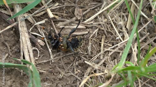 ticks on Carrion Beetle,small beetles climb on the body of Nicrophorus vespilloides photo