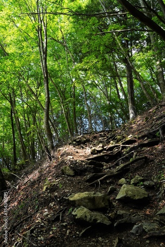 Mountain road with a lot of tree roots at Myohogatake mountain, Chichibu, Tokyo, Japan. 
It's a road to 