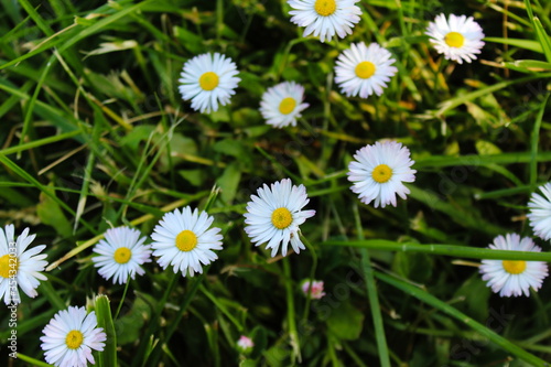 Bellis perennis  daisies in the grass  white flowers with a yellow center.