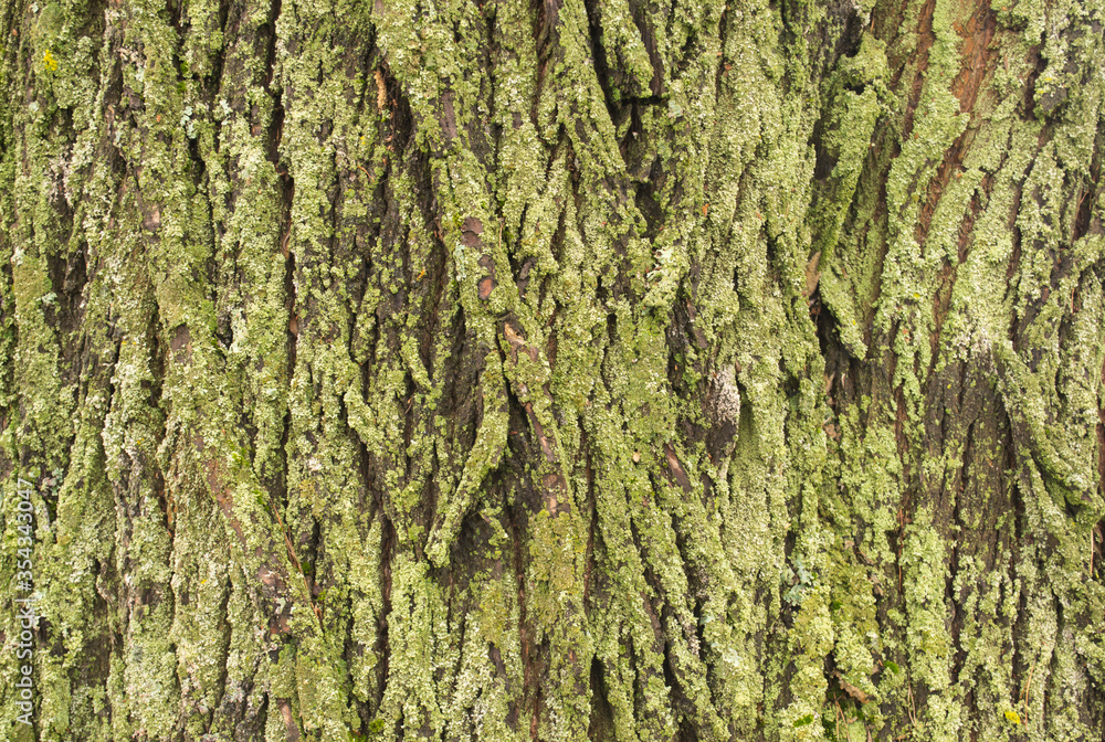 texture, bark, tree, wood, nature, trunk, pattern, brown, rough, forest, old, abstract, oak, plant, green, natural, textured, detail, moss, wooden, closeup, woods, macro, surface, backgrounds texture, bark, tree, wood, nature, trunk, pattern, brown, rough, forest, old, abstract, oak, plant, green, natural, textured, detail, moss, wooden, closeup, woods, macro, surface, backgrounds