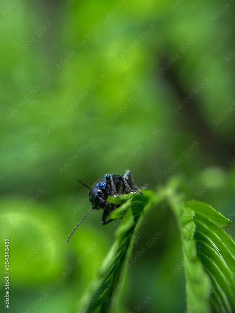 fly on leaf fly on leaf