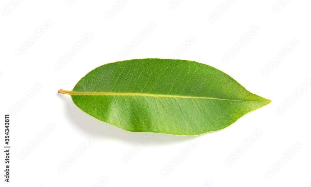 Obraz premium green leaf isolated on white background
