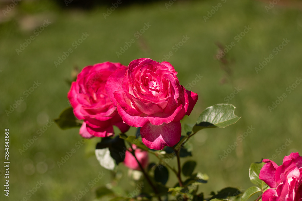 Red roses bloomed in late spring and early summer. Red rose on a meadow, rose bush. Blooming flowers on a green background. Background for desktop or wallpaper
