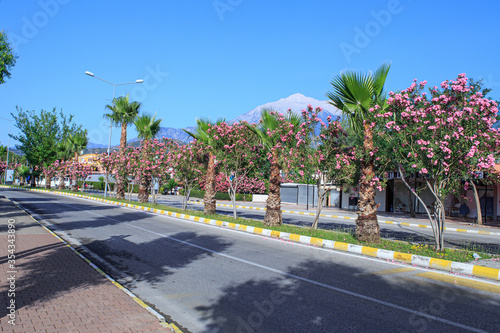 Street with palm trees and flowering trees in the mountains