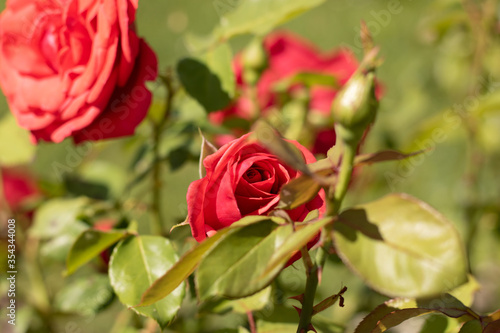 Red roses bloomed in late spring and early summer. Red rose on a meadow  rose bush. Blooming flowers on a green background. Background for desktop or wallpaper 